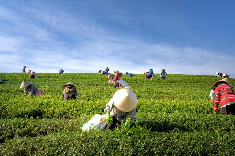 organic tea farm