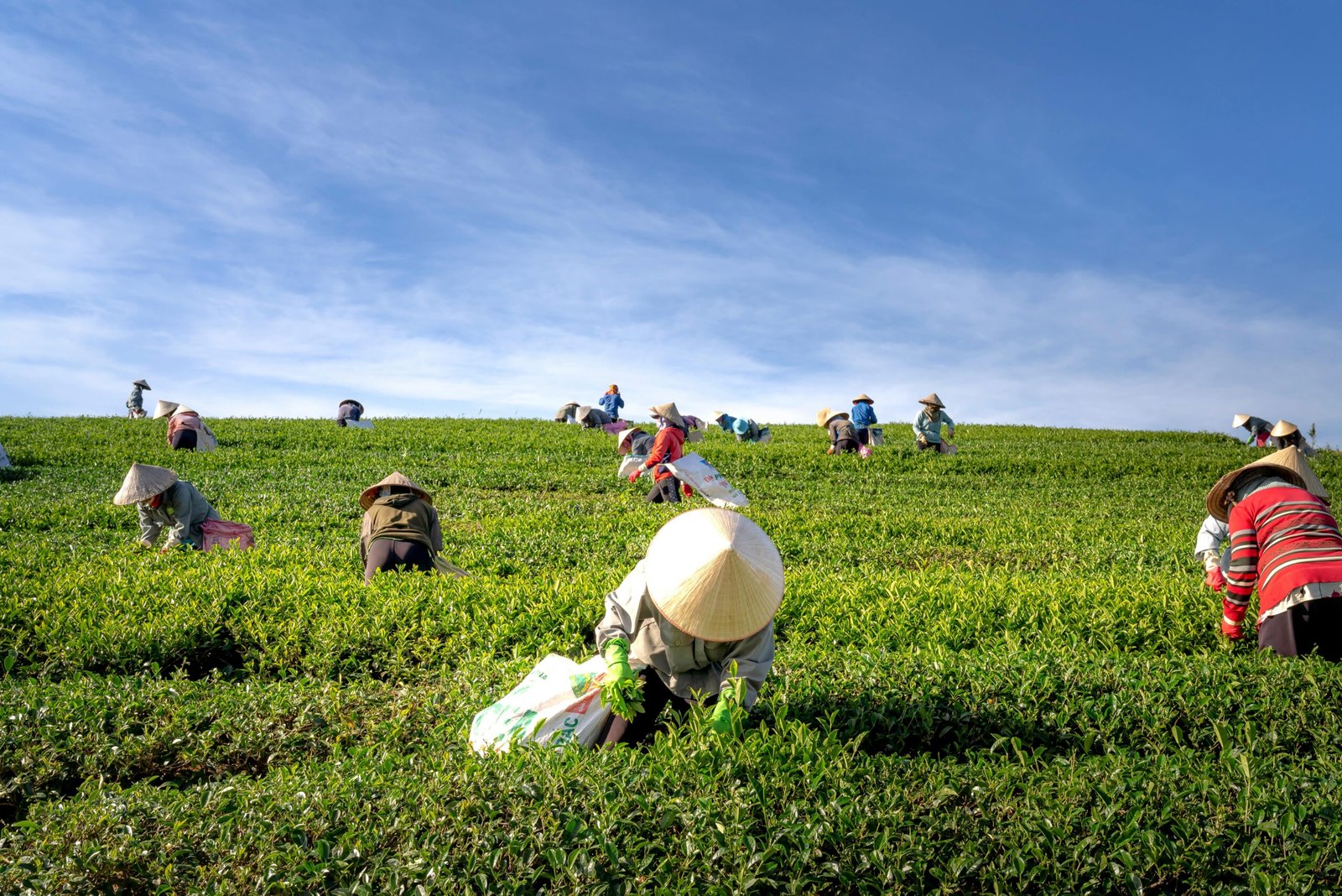 organic tea farm